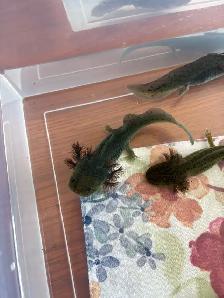axolotl’s Ready for new homes - Photo 7