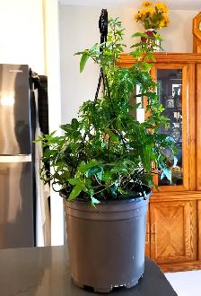 Evergreen Climbing Plant —— IVY