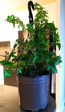 Evergreen Climbing Plant —— IVY - Photo 2