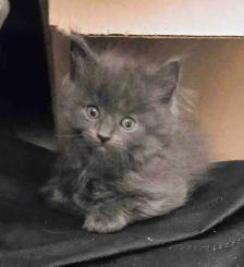 kittens ready to go. main coon