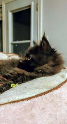 kittens ready to go. main coon - Photo 2