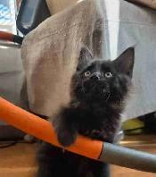 kittens ready to go. main coon - Photo 3