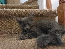 kittens ready to go. main coon - Photo 4