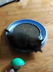 kittens ready to go. main coon - Photo 5
