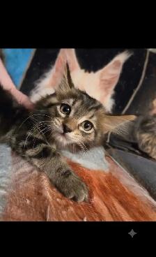 kittens ready to go. main coon - Photo 6