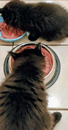 kittens ready to go. main coon - Photo 7