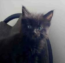 kittens ready to go. main coon - Photo 8