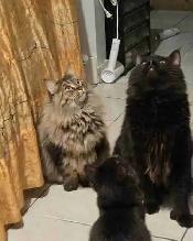 kittens ready to go. main coon - Photo 9