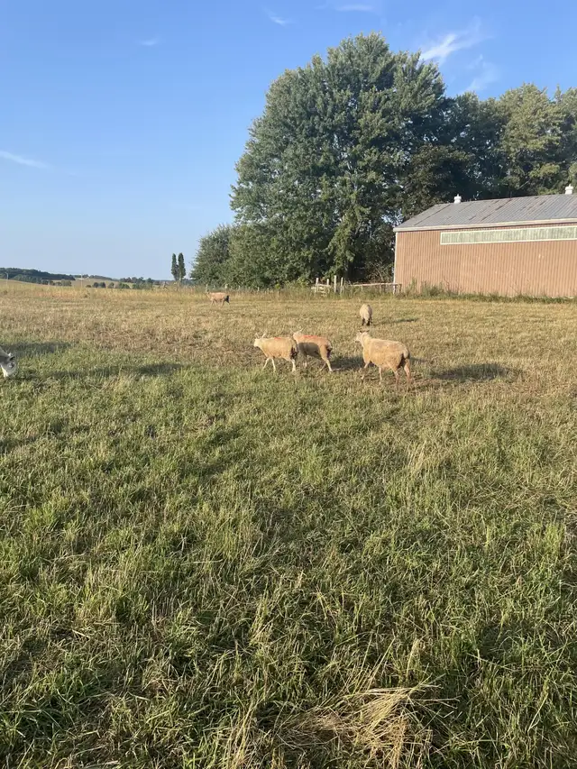 Ewe Lambs for sale