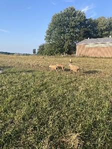 Ewe Lambs for sale