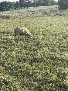 Ewe Lambs for sale - Photo 2