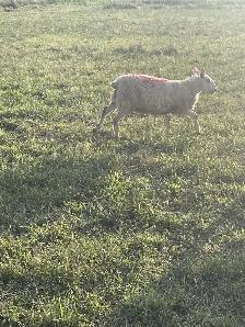 Ewe Lambs for sale - Photo 3