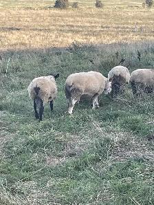 Ewe Lambs for sale - Photo 4