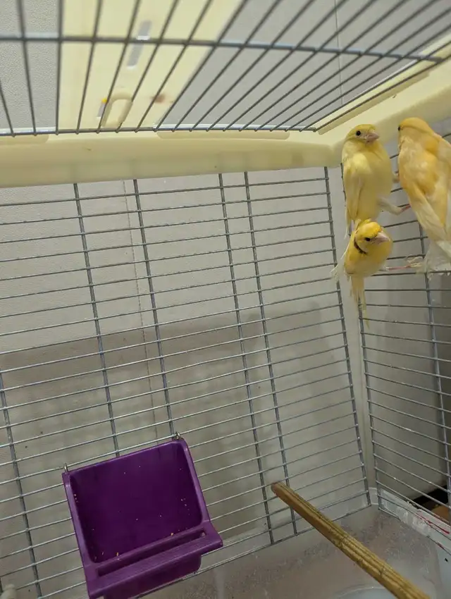 Canaries for Sale. Single/Multiple