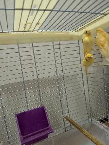 Canaries for Sale. Single/Multiple