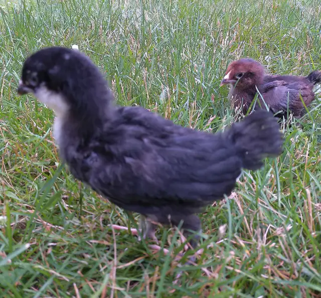 Chicks, Pullets & roosters