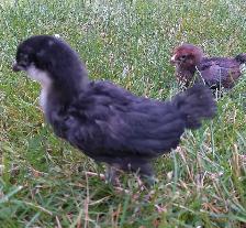 Chicks, Pullets & roosters