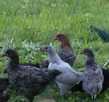 Chicks, Pullets & roosters - Photo 3