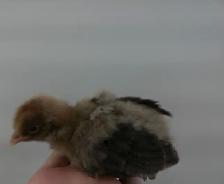 Chicks, Pullets & roosters - Photo 4