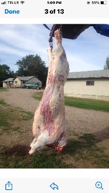 BUTCHER  FOR  HIRE