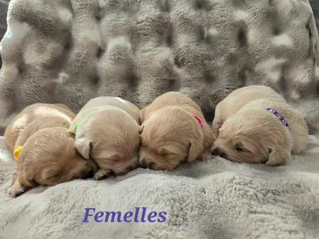 Chiots Golden