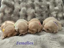 Chiots Golden
