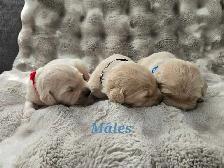 Chiots Golden - Photo 2