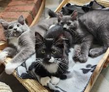 Ragdoll kittens