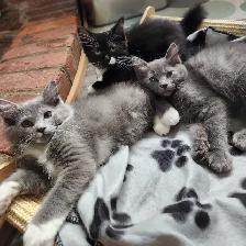 Ragdoll kittens - Photo 2