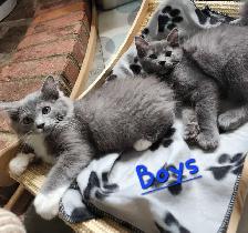 Ragdoll kittens - Photo 3