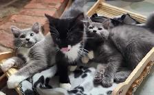 Ragdoll kittens - Photo 7