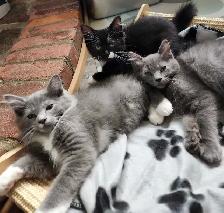 Ragdoll kittens - Photo 8