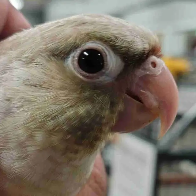 baby Violet conure
