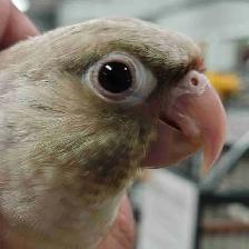 baby Violet conure