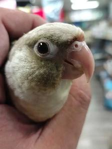 baby Violet conure - Photo 2