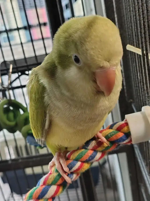 hand fed baby opline quaker parrot