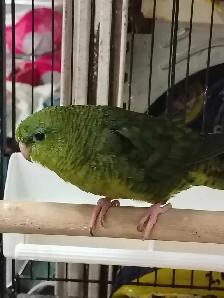 lineolated parakeets - Photo 2