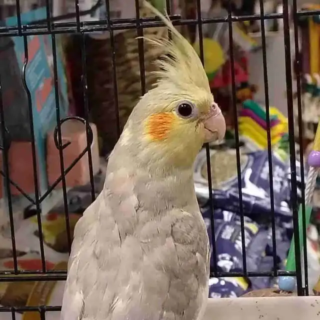 baby cinnamon cockatiel