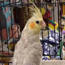baby cinnamon cockatiel