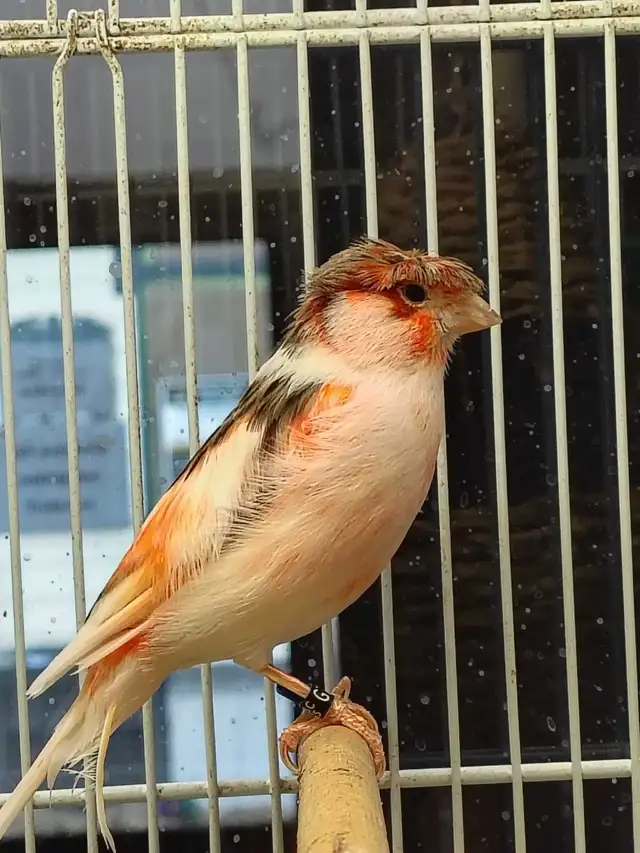 male canaries