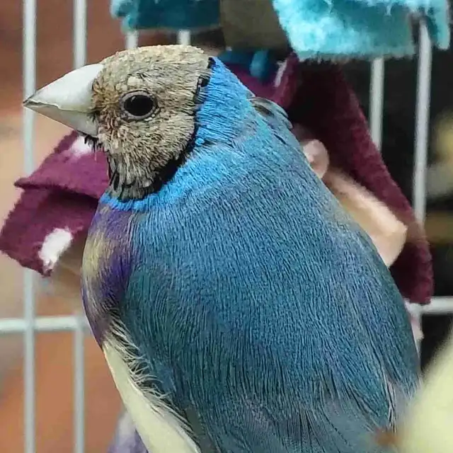 blue lady gouldian finches