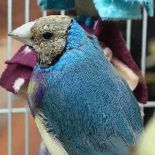 blue lady gouldian finches
