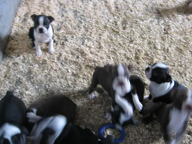 Chiots boston terrier
