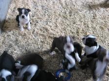 Chiots boston terrier