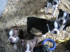 Chiots boston terrier - Photo 2