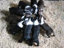 Chiots boston terrier - Photo 3
