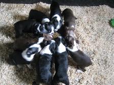 Chiots boston terrier - Photo 4