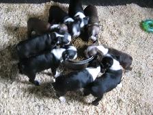 Chiots boston terrier - Photo 5