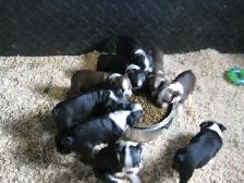 Chiots boston terrier - Photo 6