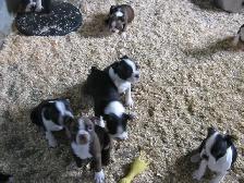 Chiots boston terrier - Photo 8